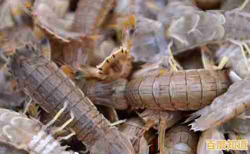 快速学会剥皮皮虾：完整指南与窍门解析