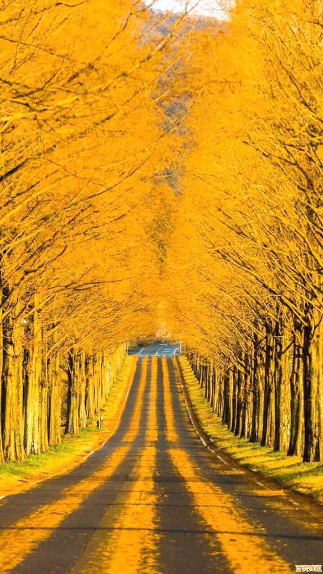 让手机锁屏焕然一新：自动更换壁纸的实用操作教程