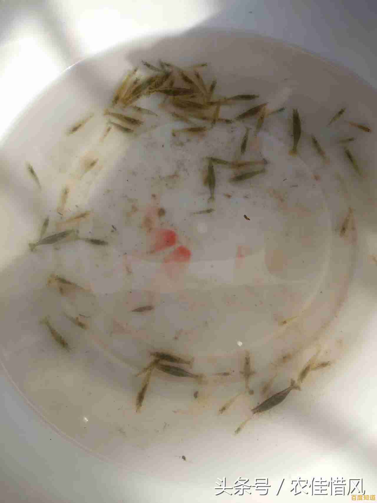 小鱼教您轻松应对电脑无法启动,快速排查故障恢复使用 小鱼教您轻松应对电脑无法启动,快速排查故障恢复使用