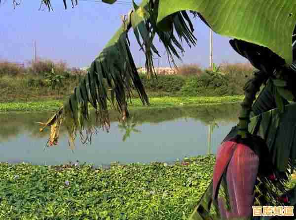 实用指南:小鱼带您快速查询苹果产品信息 实用指南:小鱼带您快速查询苹果产品信息