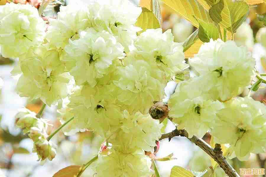 厌倦了单调生活？快来《樱花恋爱手册》开启你的樱花校园之旅！