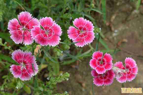 还在玩原版?植物大战僵尸增强版的新功能你了解吗? 还在玩原版?植物大战僵尸增强版的新功能你了解吗?